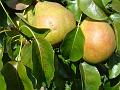 2013-1006-1325_Pears_19,6C